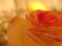 (42 37759) Elusivity - Roses, Ajax.JPG